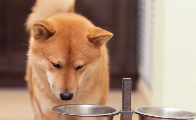 What to do if your pet refuses to eat dry food?