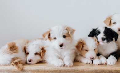 Why do puppies get diarrhea and how to treat it?