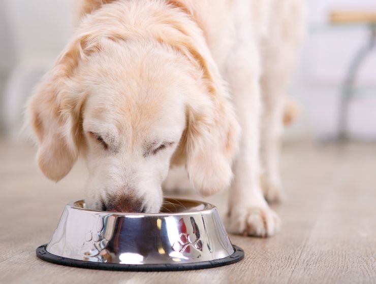 Best dog food for clearance golden retrievers with allergies