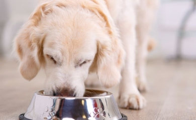 What protein sources to choose for pets with tendencies to allergies?