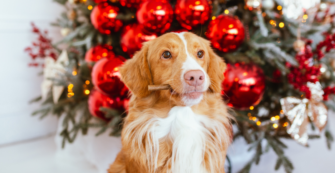 Les friandises comme cadeaux de Noël pour les animaux de compagnie