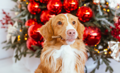 Treats as Christmas Gifts for Pets