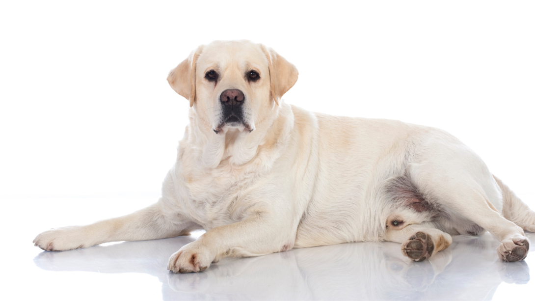 ¿Su perro tiene sobrepeso? Cómo saberlo y qué hacer