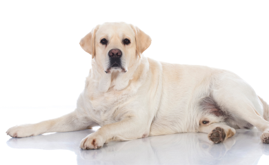 Is Your Dog Overweight? How to Tell and What to Do