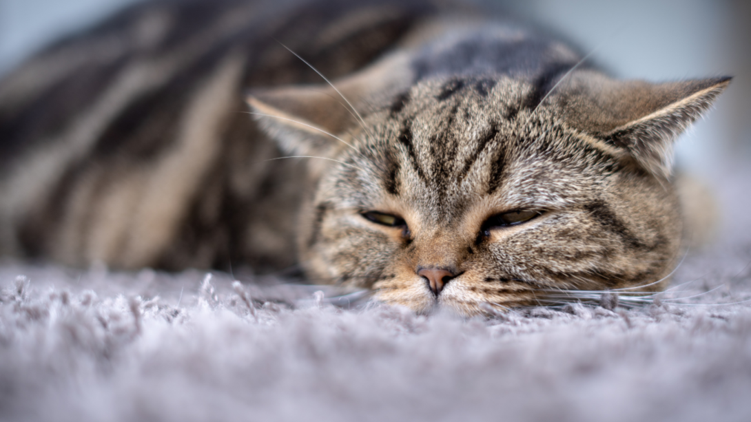 Hairballs in Cats: Causes, Risks, and Prevention Tips