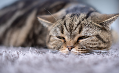 Hairballs in Cats: Causes, Risks, and Prevention Tips