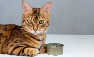 Do Sterilized Cats Need Special Nutrition?