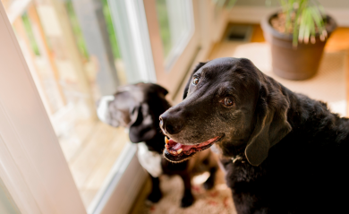 Nutrición para mascotas mayores: Adaptación de dietas para perros y gatos mayores