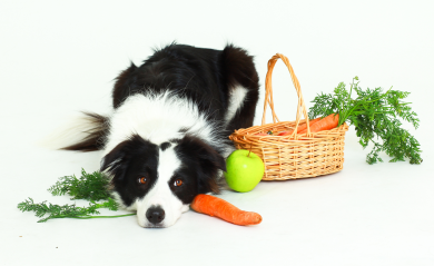 Uw hond verzorgen: Een gids voor veilig en gezond voeren