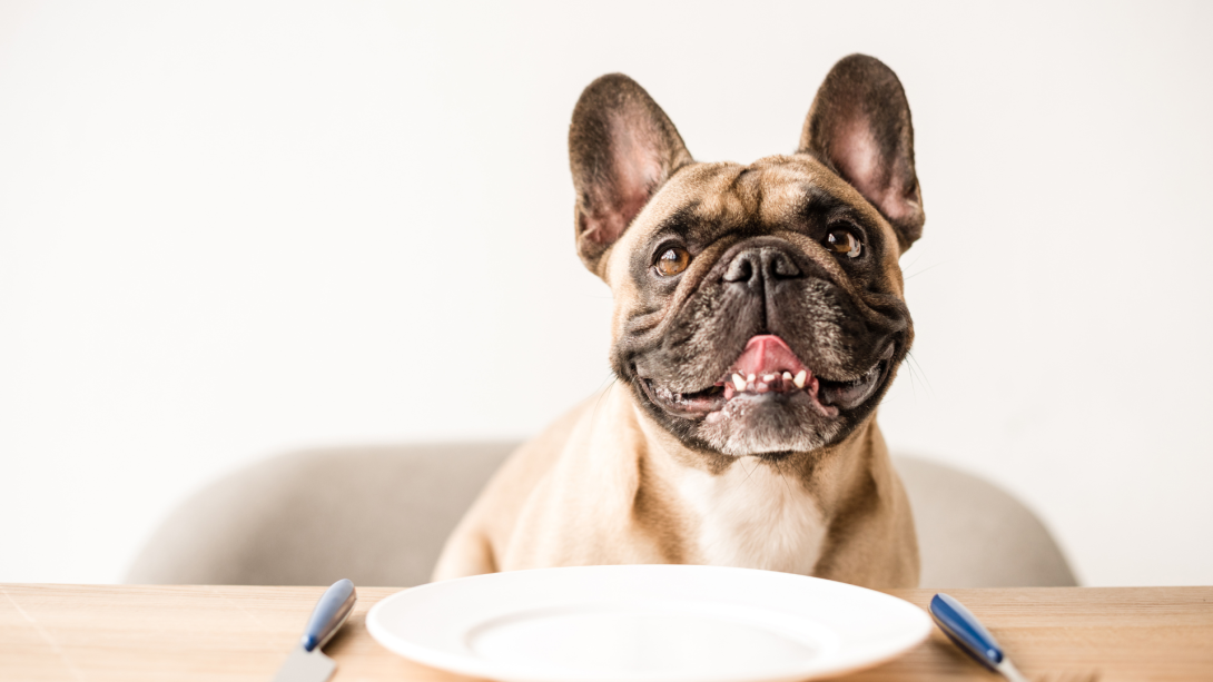 The Benefits of Hypoallergenic Pet Food: A Deep Dive into Nature&#039;s Protection&#039;s Superior Care Line