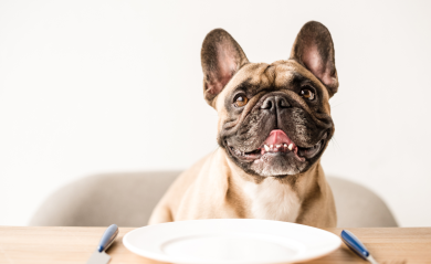 Los beneficios de la comida hipoalergénica para mascotas: Una inmersión profunda en la línea de cuidado superior de Nature&#039;s Protection