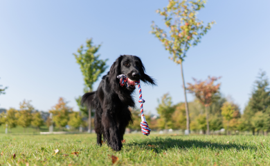 Ejercicio y dieta: cómo afecta el nivel de actividad a la nutrición de las mascotas