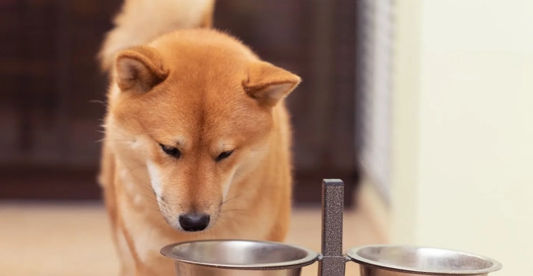 What to do if your pet refuses to eat dry food?