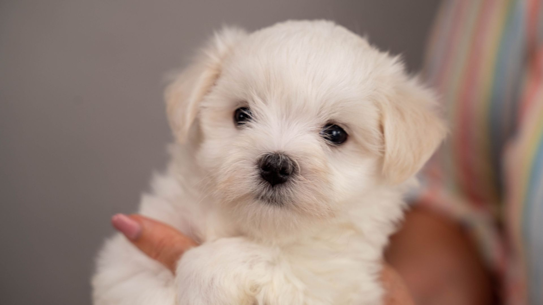 L&#039;alimentation optimale des chiots : A quelle fréquence nourrir votre compagnon en pleine croissance