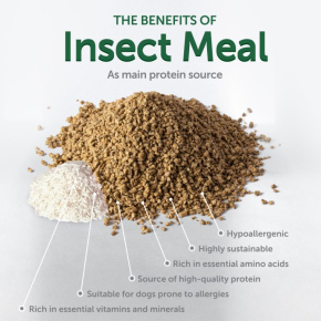 complementary feed - snacks to support endurance with insects and rice for adult all breed dogs with white coat
