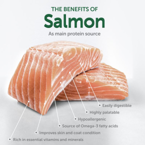 dry grain free food for junior dogs of all breeds with white coat, with salmon