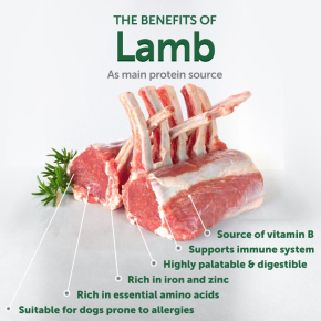 dry grain free food for adult dogs of small breeds with red coat, with lamb 