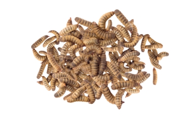 Processed insect protein