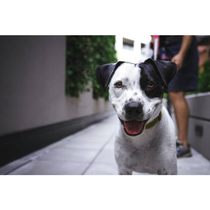 Conservas para perros - 2