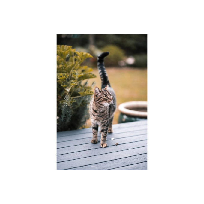 aliments en boîte pour chats adultes avec du bœuf et de la dinde - 2