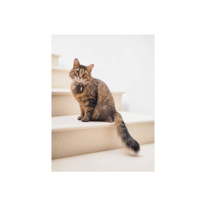 comida en lata para gatos adultos con pollo y salmón - 1