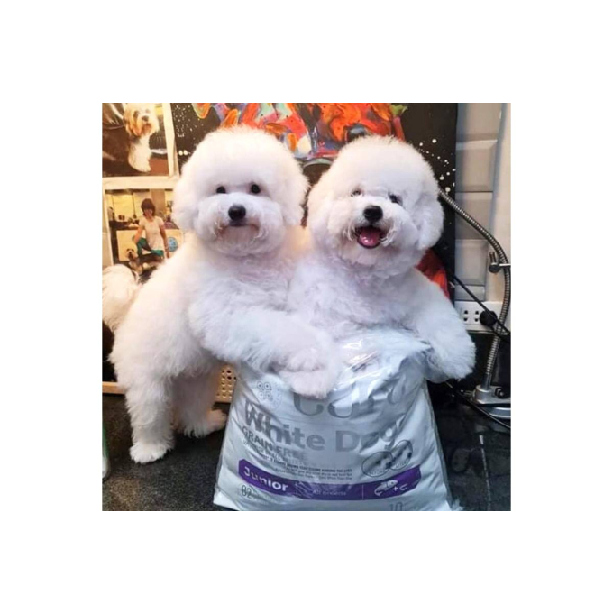 aliment sec sans céréales pour chiens juniors de toutes races à poil blanc, avec saumon - 2