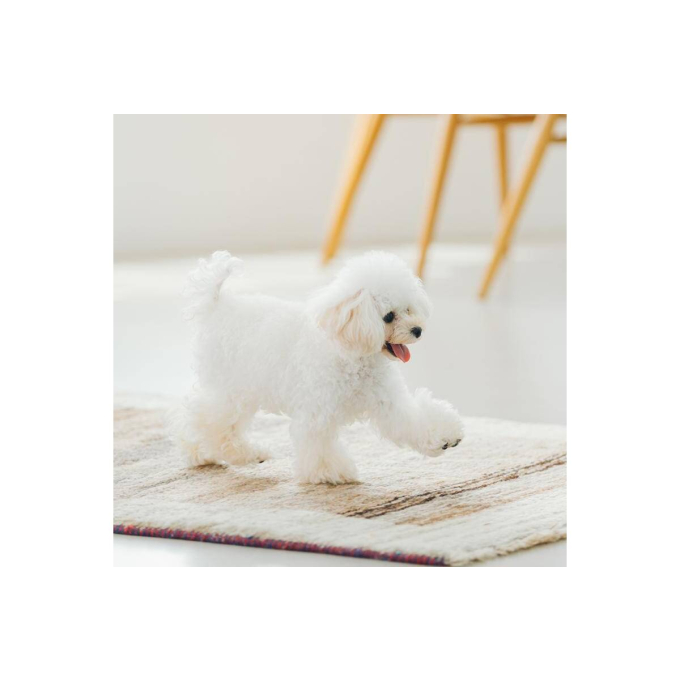 droogvoer voor volwassen honden van alle rassen met een gevoelige huid en maag, met lam - 2