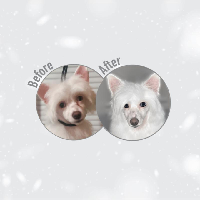 dry food with white fish for adult dogs of large breeds with white coat - 7