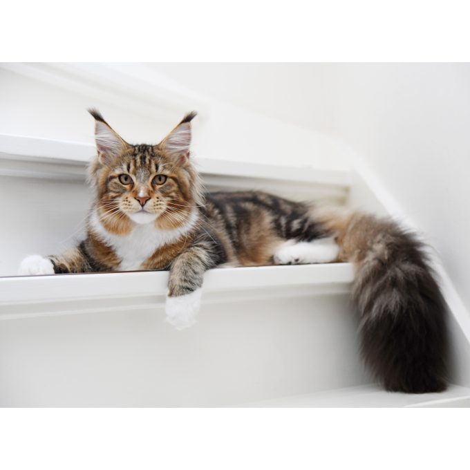 dry food for adult long haired cats with poultry - 4