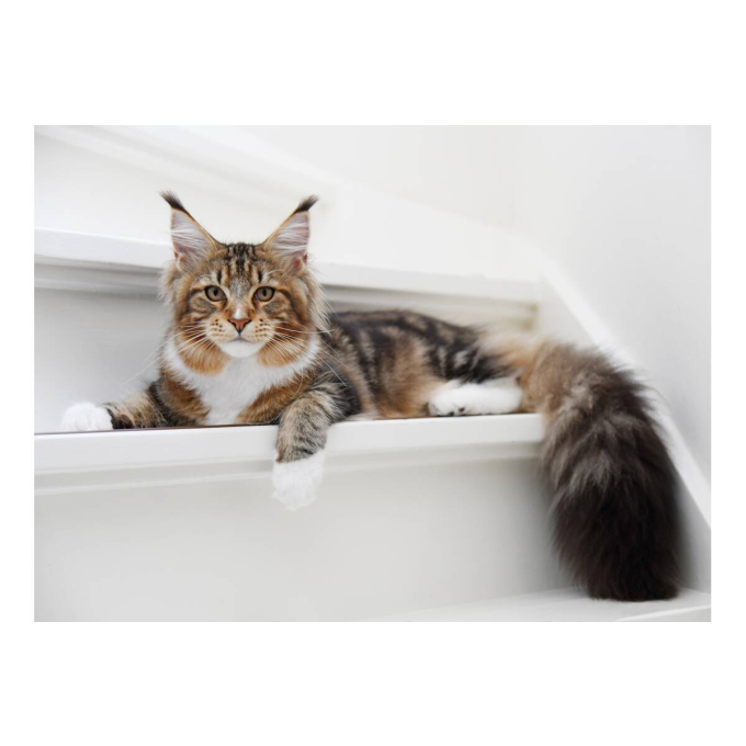 сухой корм для взрослых длинношерстных кошек с птицей - 3