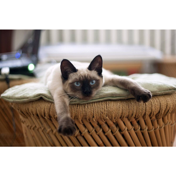 droogvoer met gevogelte voor senior katten - 2