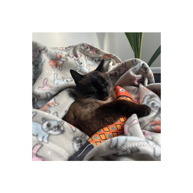 deken, met kittens - 3