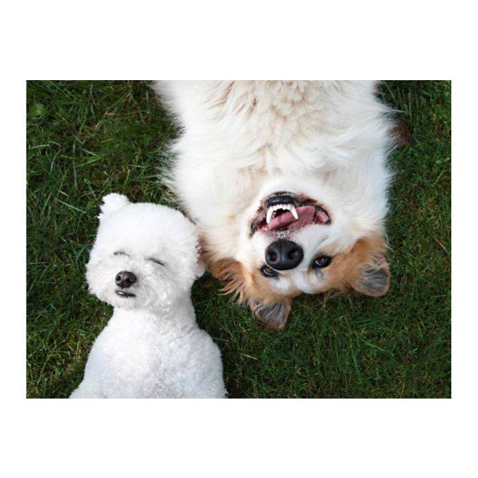 blikvoer voor volwassen honden met rundvlees- en kalkoenhart - 2