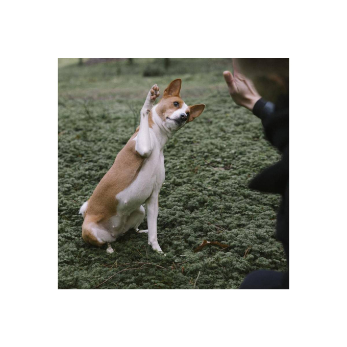 Blikvoer voor honden - 2