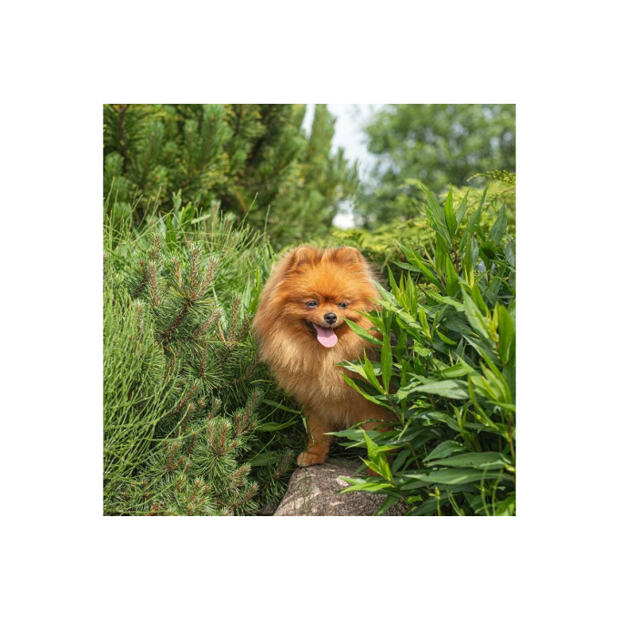 blikvoer voor volwassen honden met zalm - 1