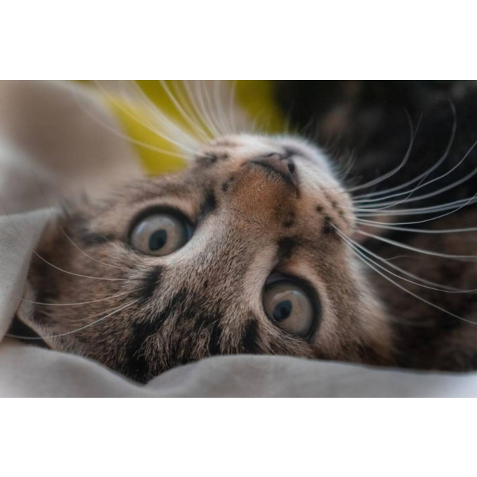 консервы для взрослых кошек с белой рыбой - 2