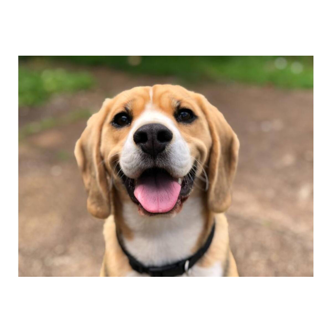 Adult Small Breed Kalfsvlees &amp;amp; Eend blikvoer voor honden - 4