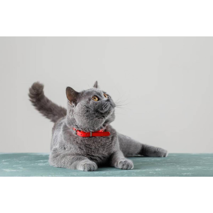 blikvoer voor gesteriliseerde katten met gevogelte en veenbessen - 2