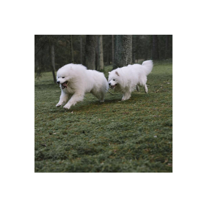 Active Detox, pienso complementario para perros y gatos adultos para la desintoxicación corporal - 1