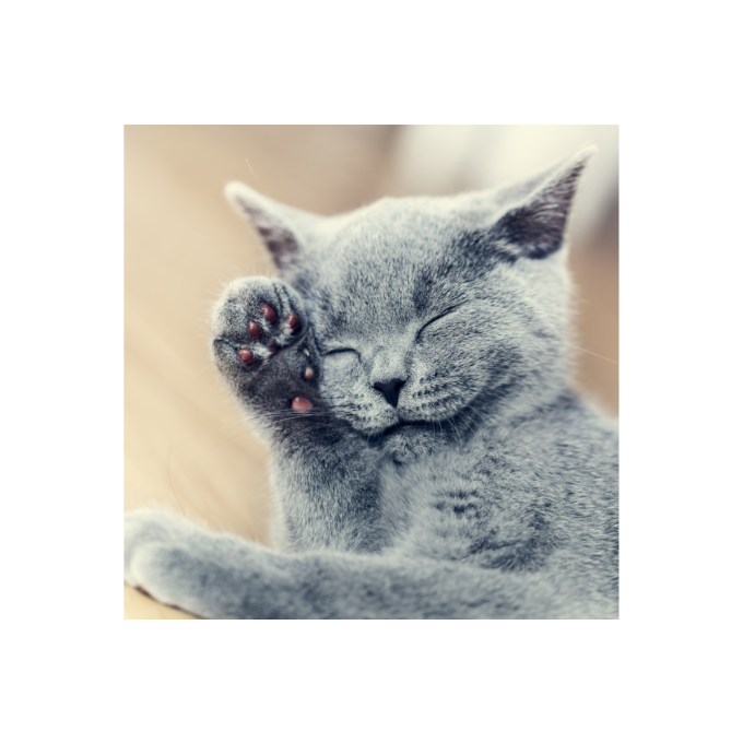 aanvullend diervoeder voor volwassen katten voor huid- en vachtverzorging - 2