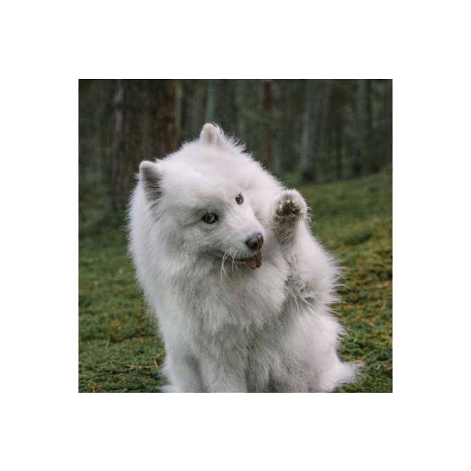 aanvullend diervoeder voor volwassen honden voor een gezonde huid en vacht - 2