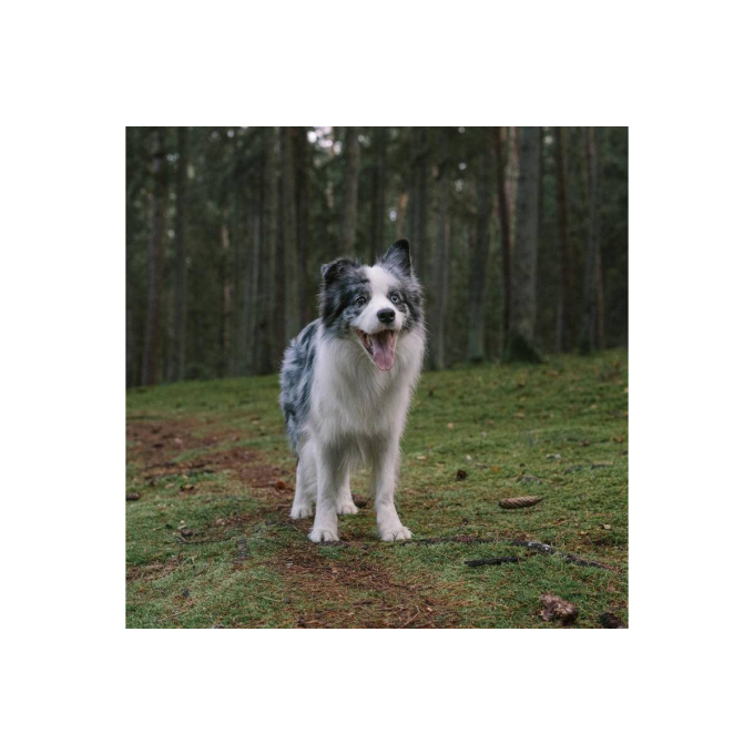 aanvullend diervoeder voor volwassen honden ter preventie van wormen - 2