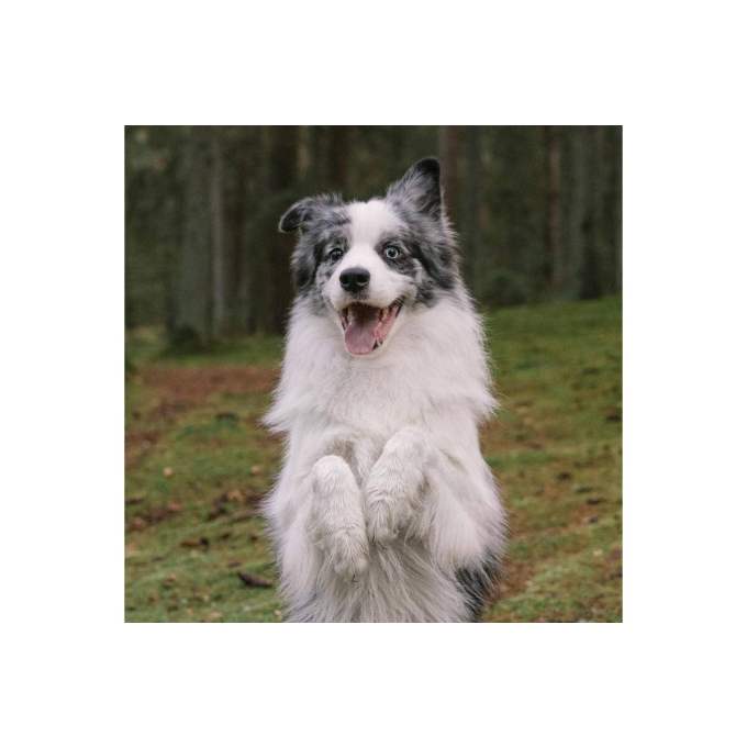 Faugis, pienso complementario para perros y gatos adultos, fórmula bienestar 5en1 - 2