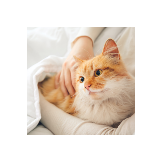 Healthy Pregnancy, pienso complementario para perros y gatos adultos que ayuda a las perras y gatas antes, durante y después del embarazo - 2