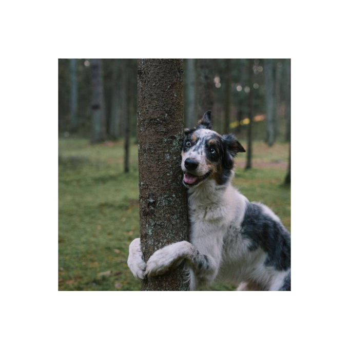 Healthy Pregnancy, pienso complementario para perros y gatos adultos que ayuda a las perras y gatas antes, durante y después del embarazo - 1