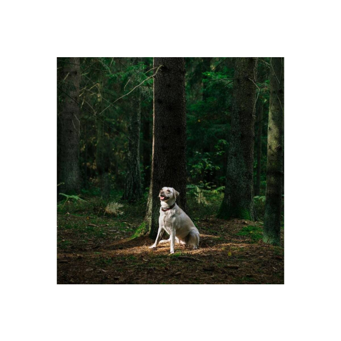 aanvullend diervoeder voor volwassen honden ter ondersteuning van het immuunsysteem - 2