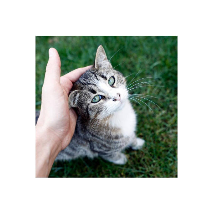 Pienso complementario MicroZeoGen para perros y gatos con calcio - 3