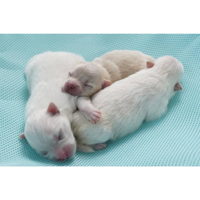 melkvervanger voor puppy&#039;s voor botontwikkeling &amp;amp; groei - 4