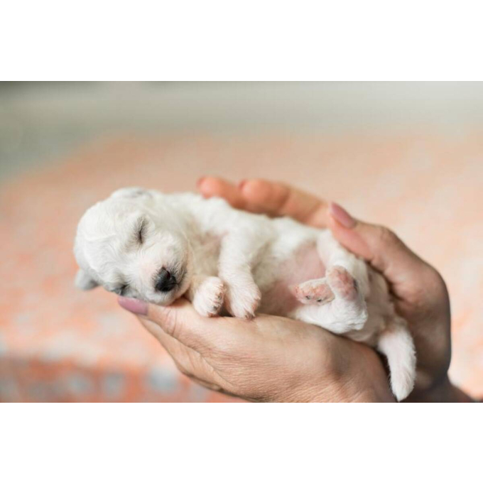melkvervanger voor puppy&#039;s voor botontwikkeling &amp;amp; groei - 3