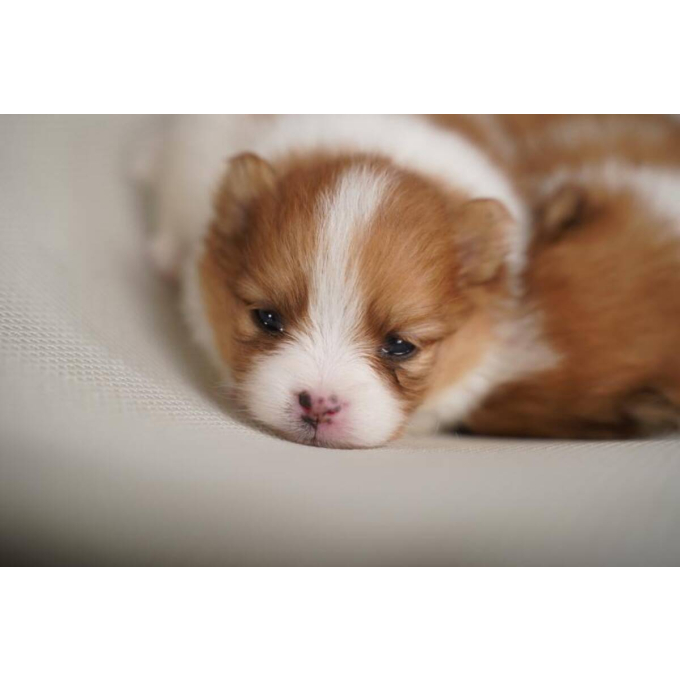 aliment complémentaire pour chiots pour le développement des os et une croissance saine - 2